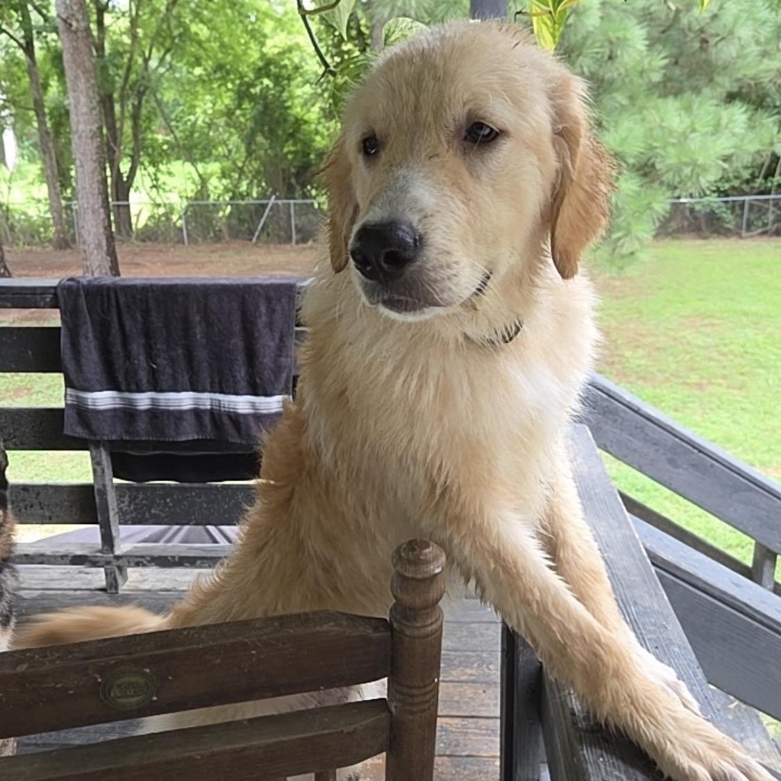 Luke - Adoptable Pet | Petfinder