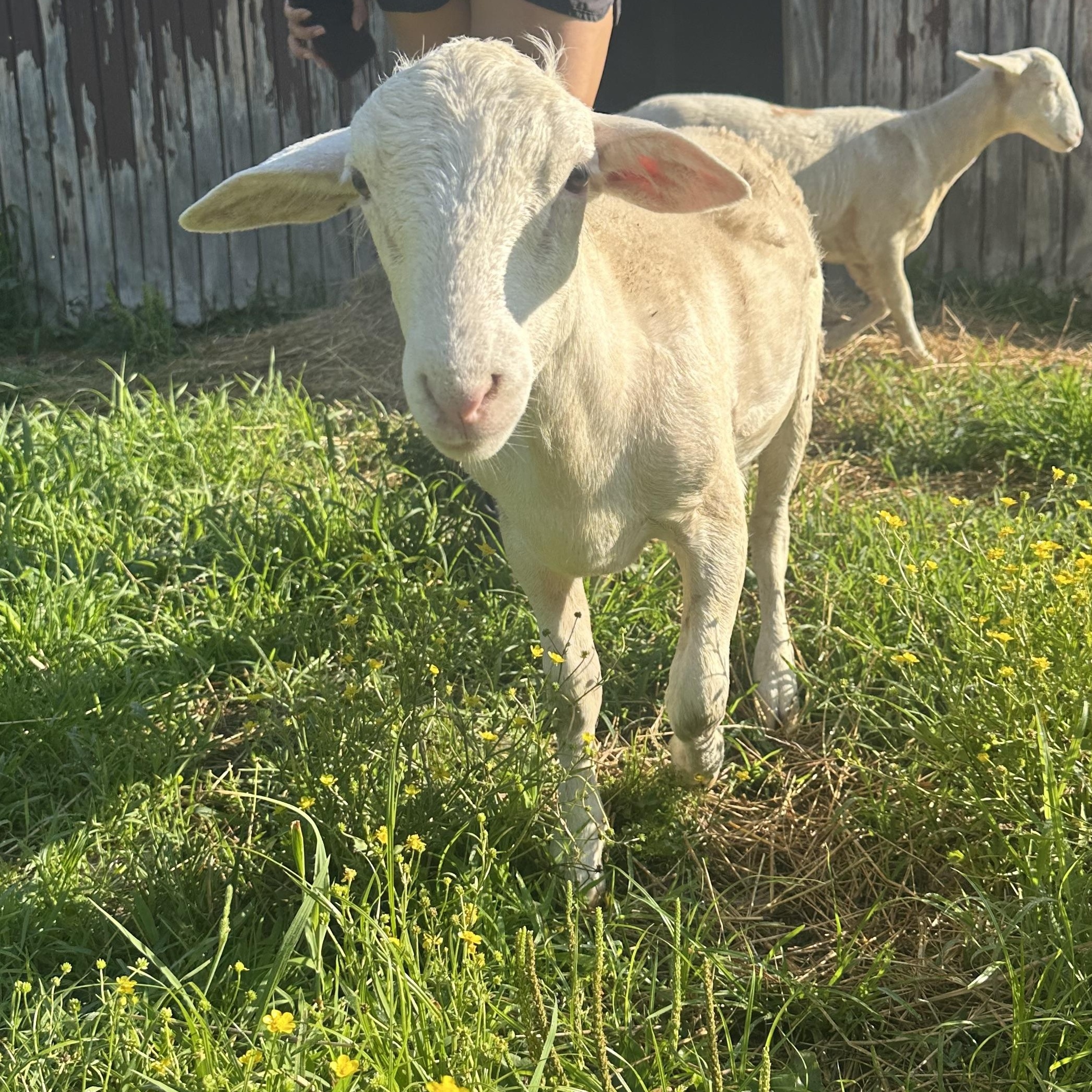 Norman, Young Male Sheep