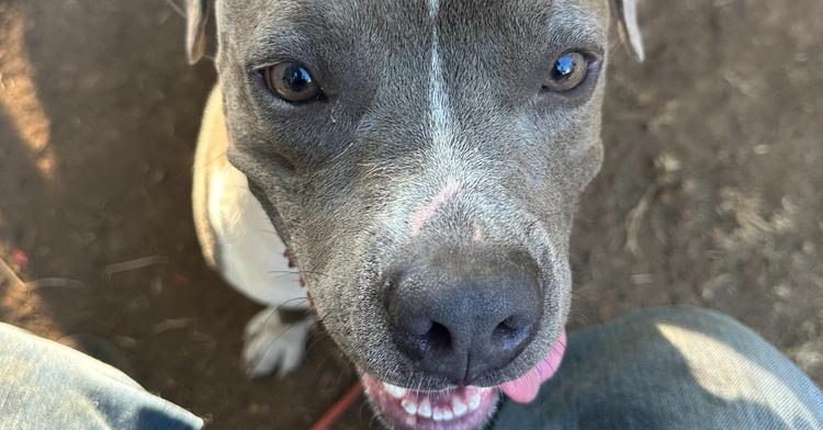 Enlarge Winston, a Adoptable mixed breed in Tigard, OR image 1/3