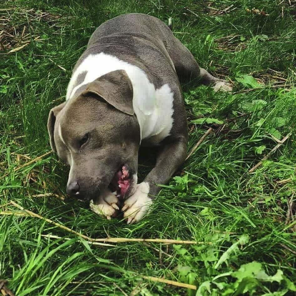 Enlarge Winston, a Adoptable mixed breed in Tigard, OR image 2/3