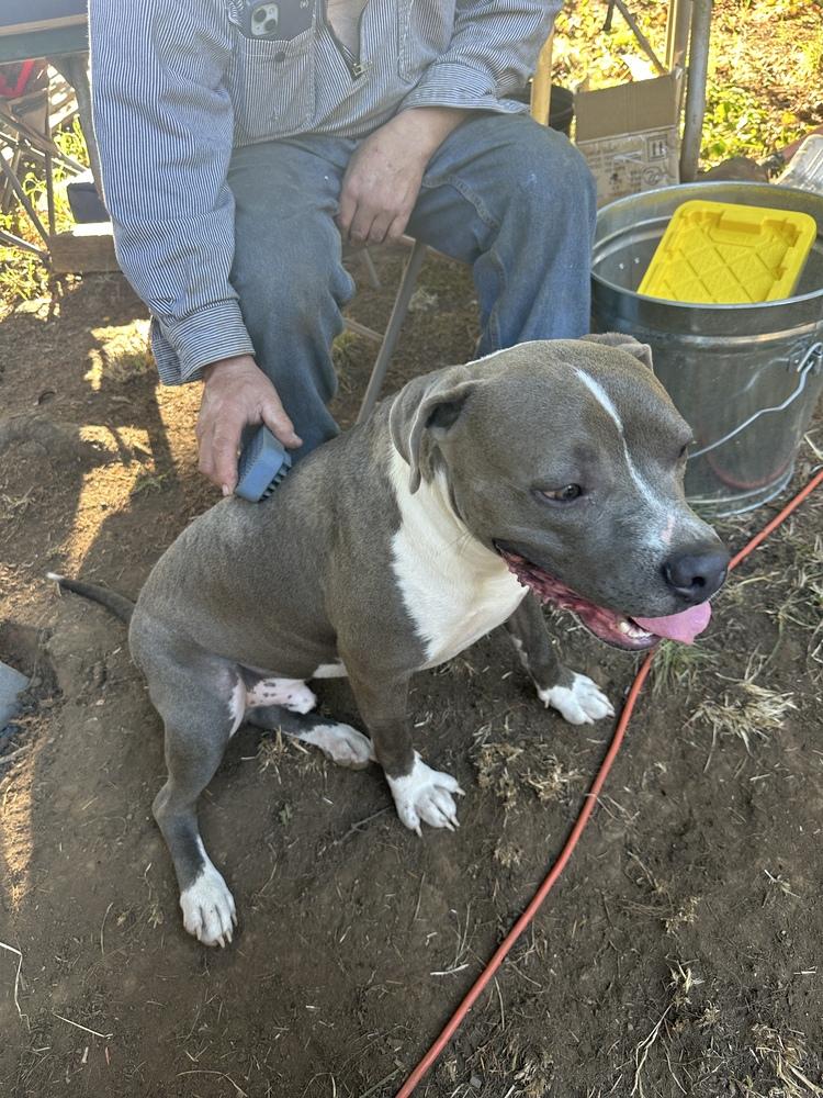 Enlarge Winston, a Adoptable mixed breed in Tigard, OR image 3/3