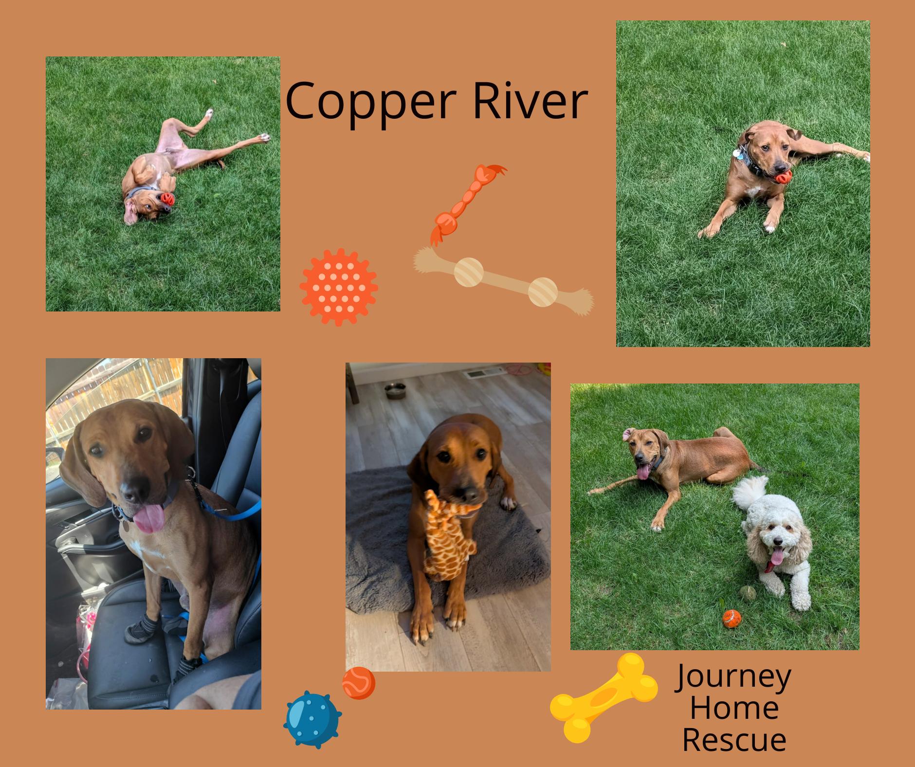 Enlarge Copper River, an adopted mixed breed in East Wenatchee, WA image 1/1