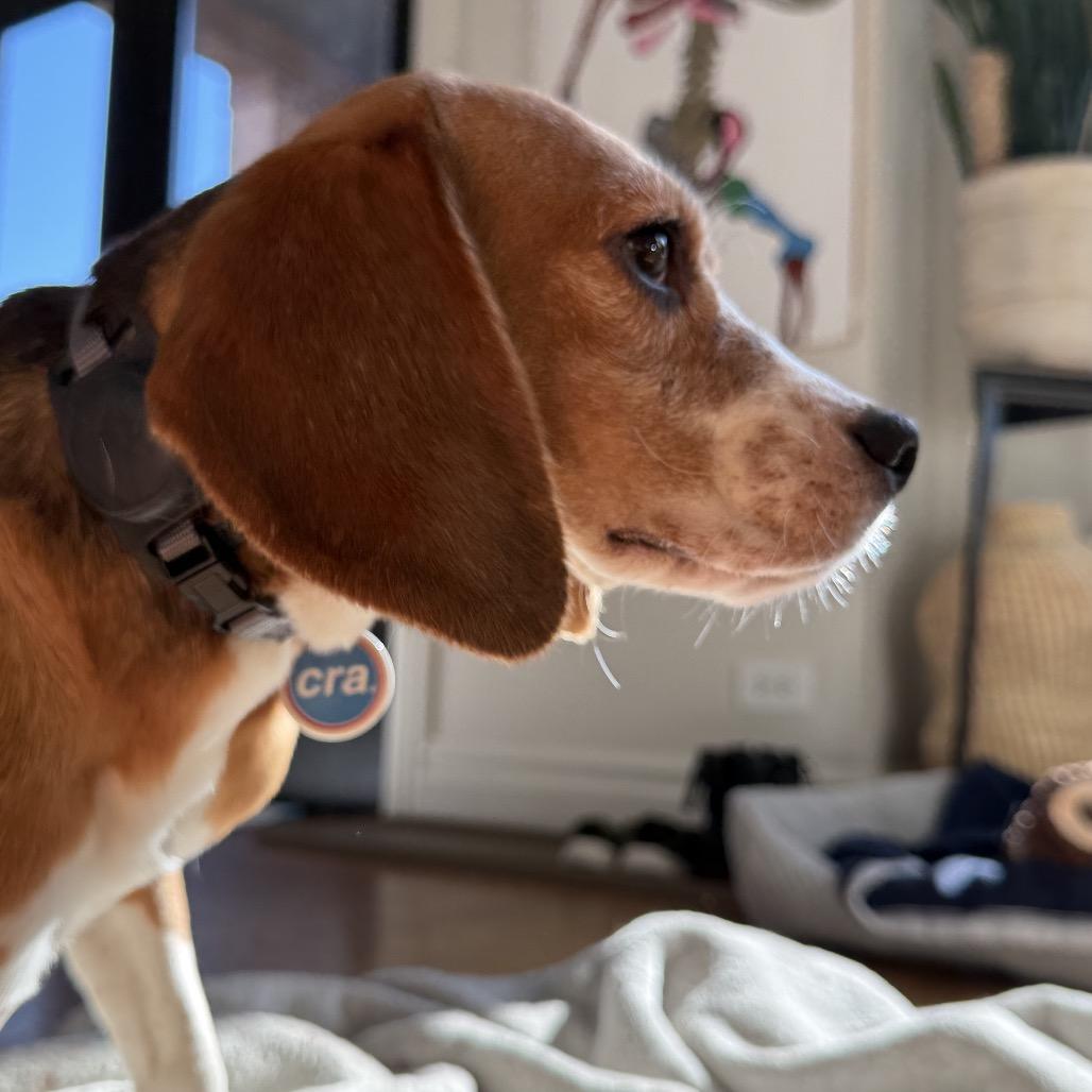 Priscilla, an adopted Beagle in Chicago, IL image 5/6