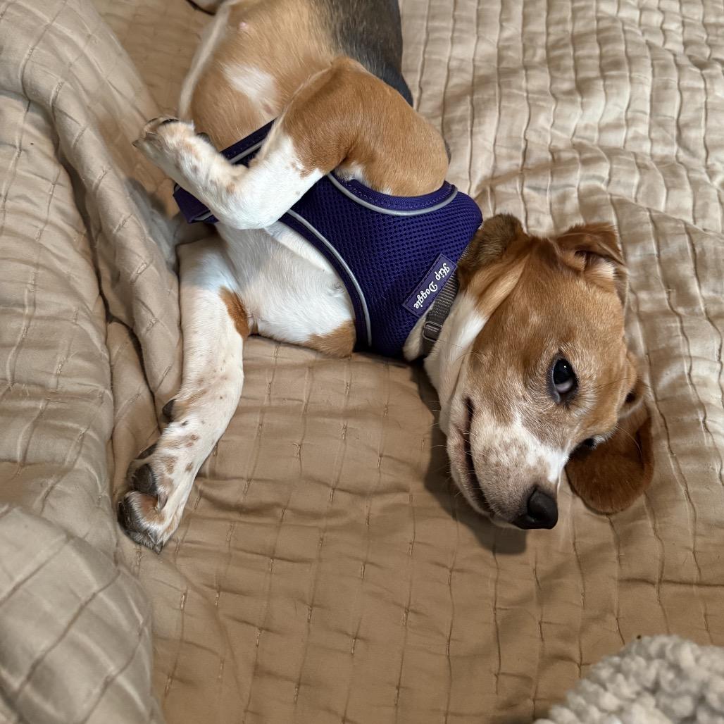 Priscilla, an adopted Beagle in Chicago, IL image 4/6