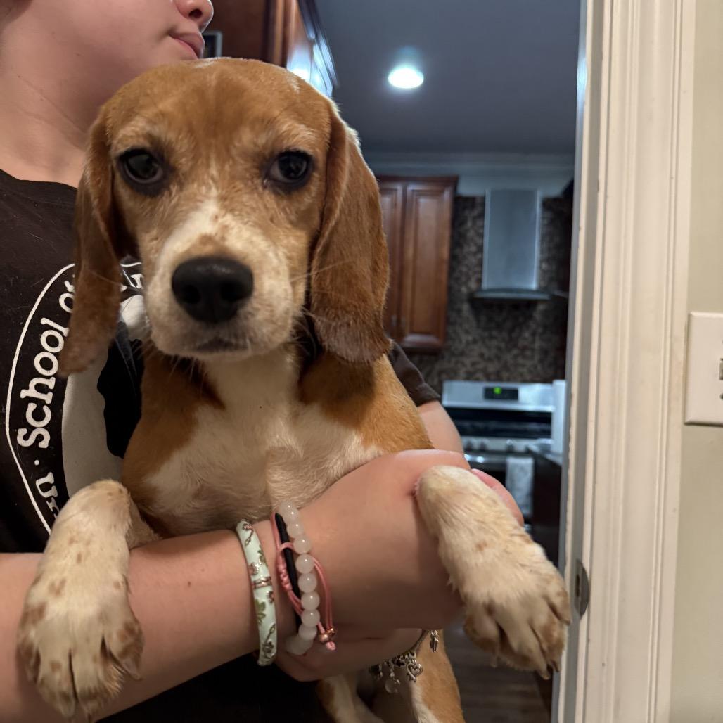 Priscilla, an adopted Beagle in Chicago, IL image 3/6