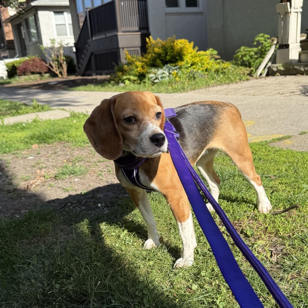 Priscilla, adopted, Adult Female Beagle.