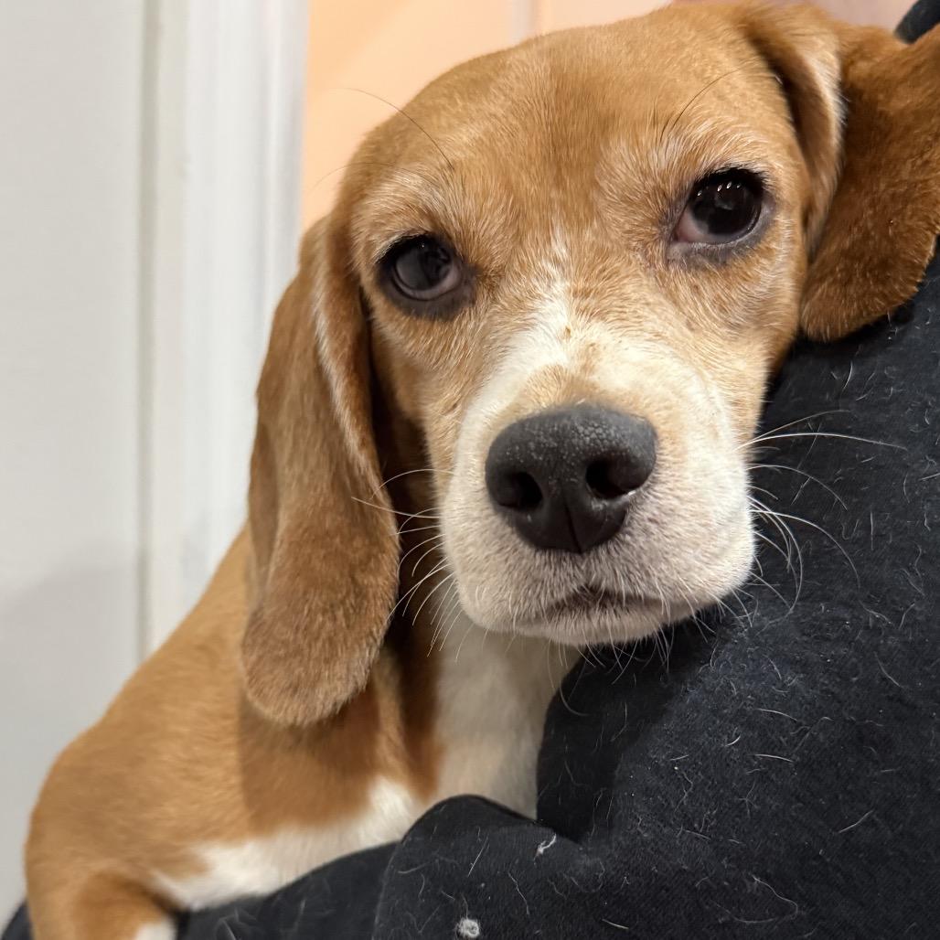Priscilla, an adopted Beagle in Chicago, IL image 2/6