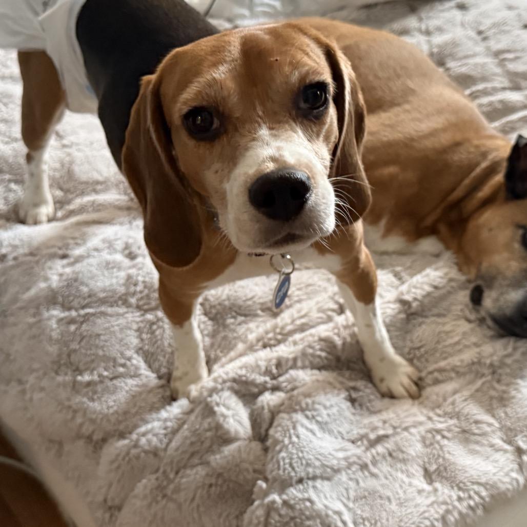 Priscilla, an adopted Beagle in Chicago, IL image 6/6