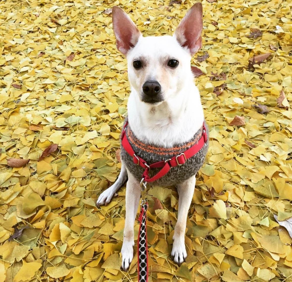 Enlarge Teddy, a Adoptable mixed breed in Boca Raton, FL image 1/1