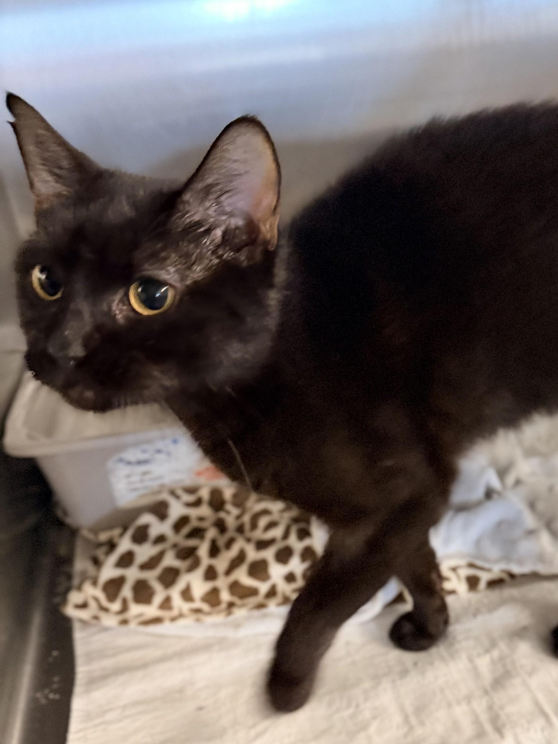 Inky, Adoptable, Adult Female Domestic Short Hair.