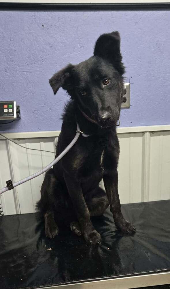 Lindsey, Adoptable, Young Female Flat-Coated Retriever.