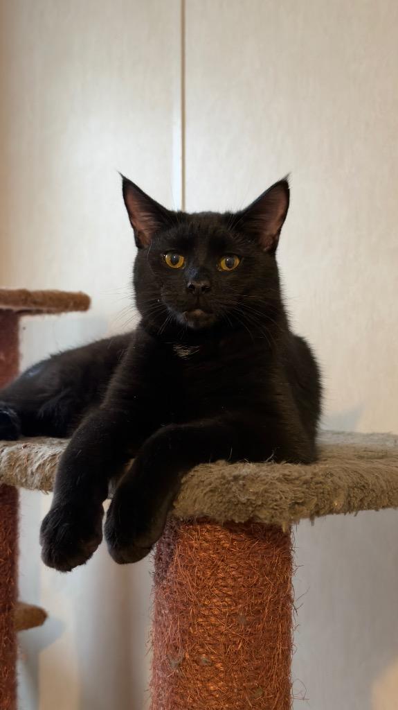 Enlarge Miller, a Adoptable mixed breed in Parsons, WV image 1/3