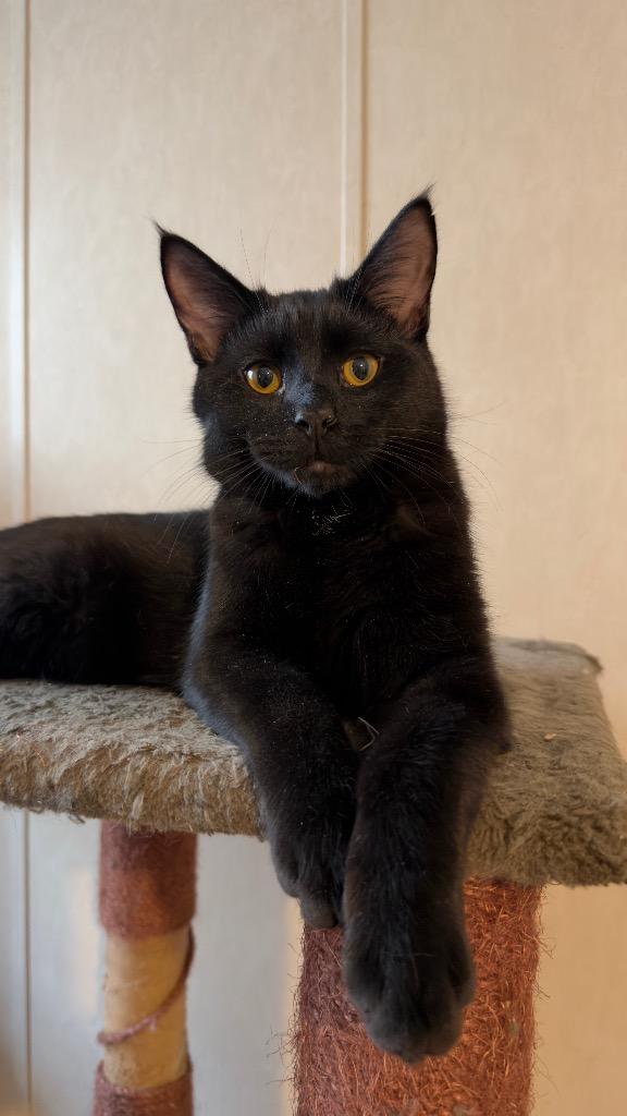 Enlarge Miller, a Adoptable mixed breed in Parsons, WV image 2/3