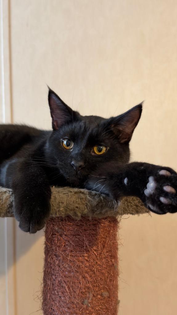 Enlarge Miller, a Adoptable mixed breed in Parsons, WV image 3/3