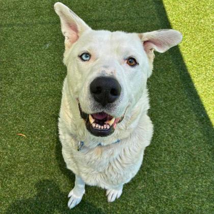 Wonder, Adoptable, Adult Male Siberian Husky & Mixed Breed.