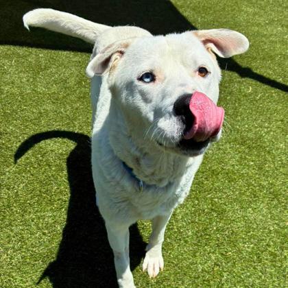 Wonder, a Adoptable mixed breed in Gastonia, NC image 2/3