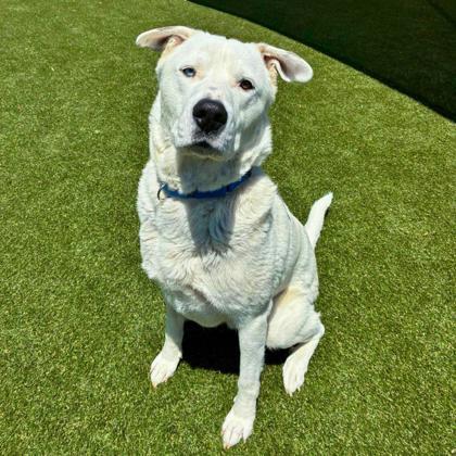 Wonder, a Adoptable mixed breed in Gastonia, NC image 3/3