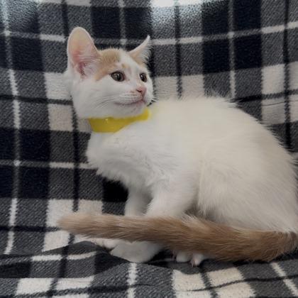 Enlarge Nintendo, a Adoptable mixed breed in Janesville, WI image 1/2
