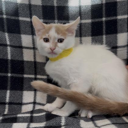 Enlarge Nintendo, a Adoptable mixed breed in Janesville, WI image 2/2