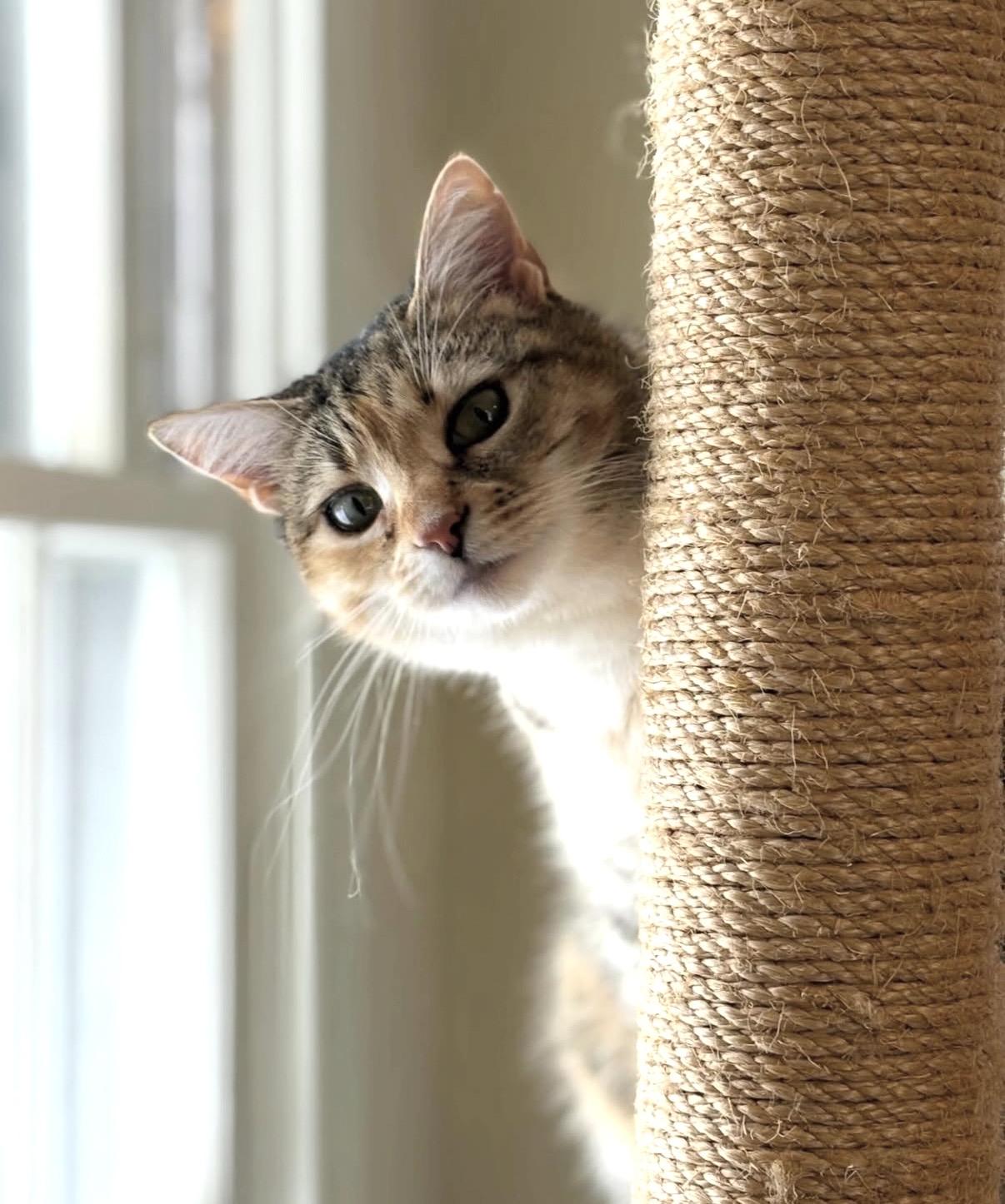 Enlarge Priscilla, a Adoptable Domestic Short Hair in Seneca, SC image 1/5