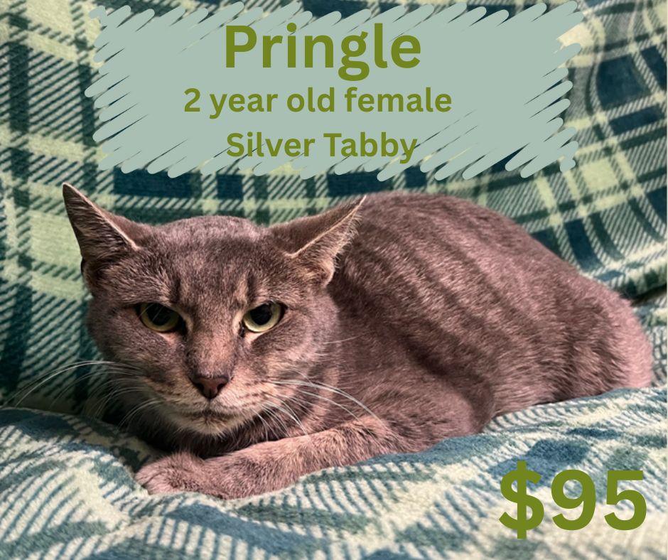 Enlarge Pringle, a ADOPTABLE Domestic Short Hair in Decatur, AL image 1/1