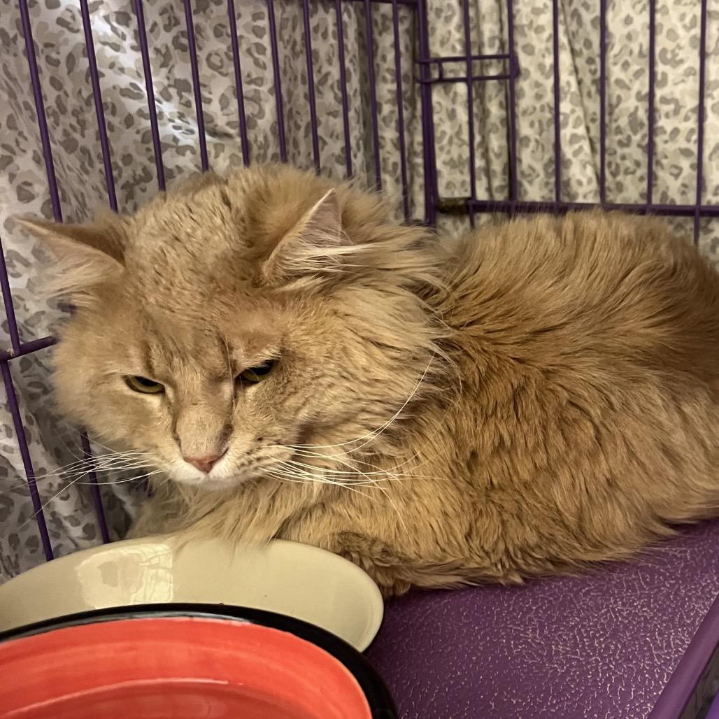 Avery, Adoptable, Adult Male Domestic Medium Hair.