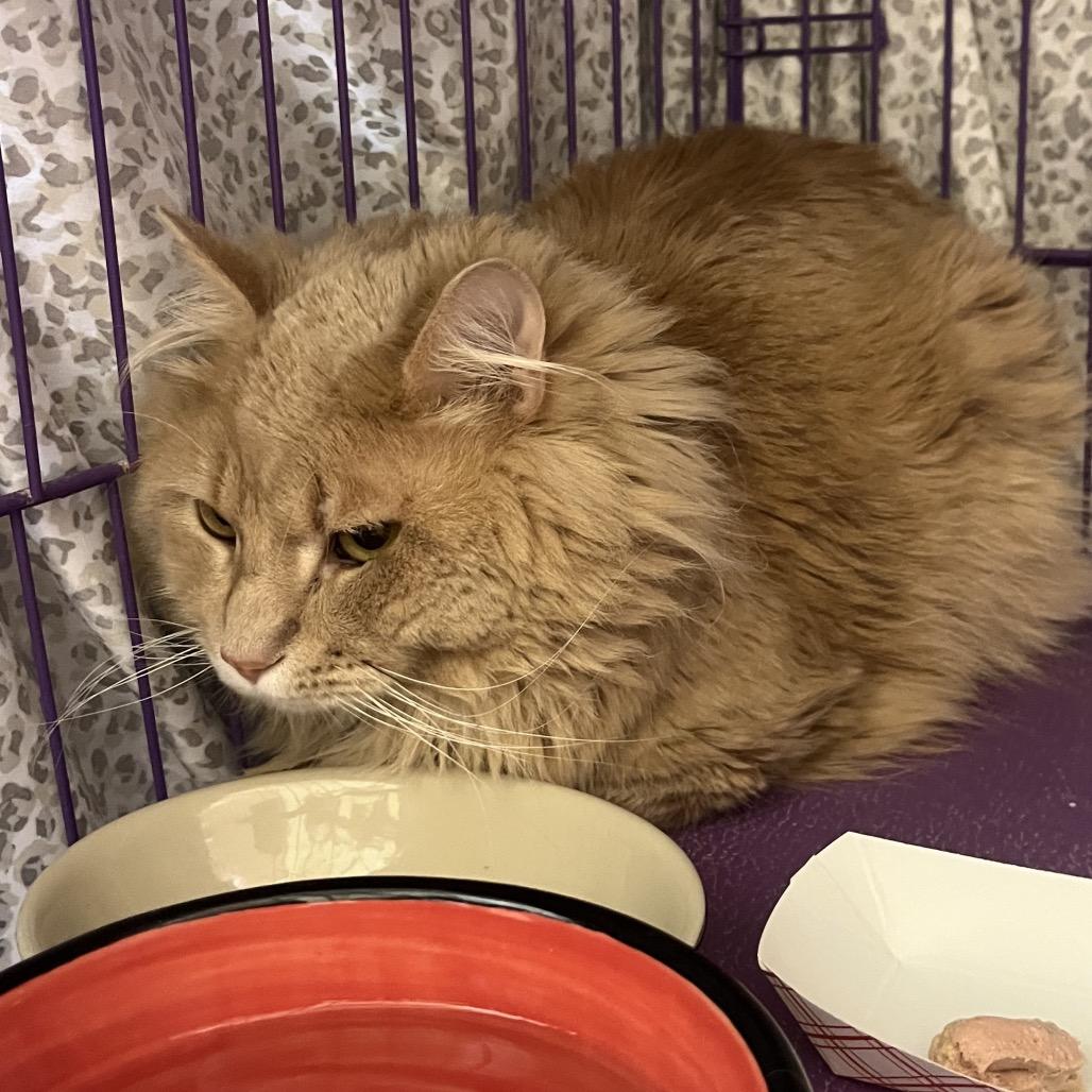 Avery, a Adoptable Domestic Medium Hair in Bedford, NH image 2/2