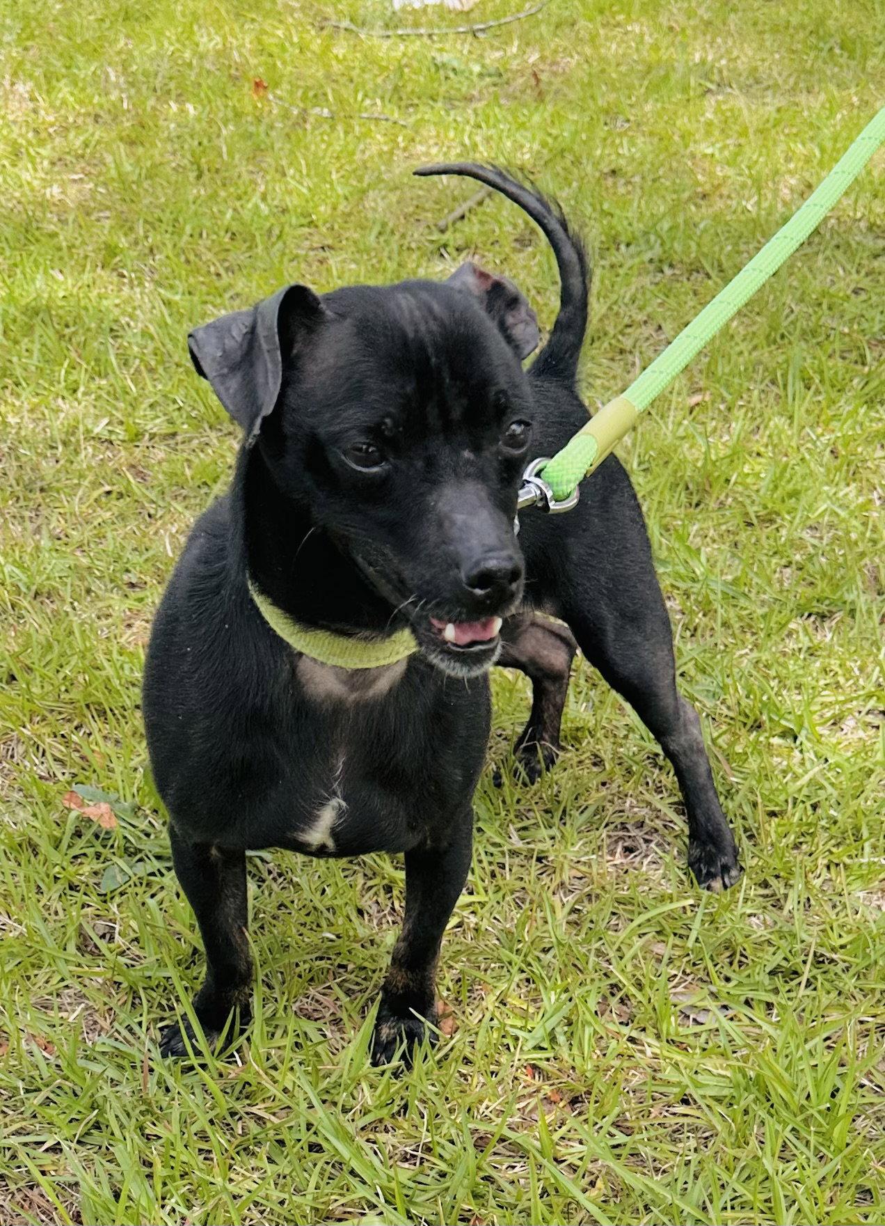 Enlarge Lucky, a Adoptable Chihuahua in Garner, NC image 2/3