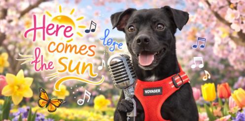 Enlarge Lucky, a Adoptable Chihuahua in Garner, NC image 2/3