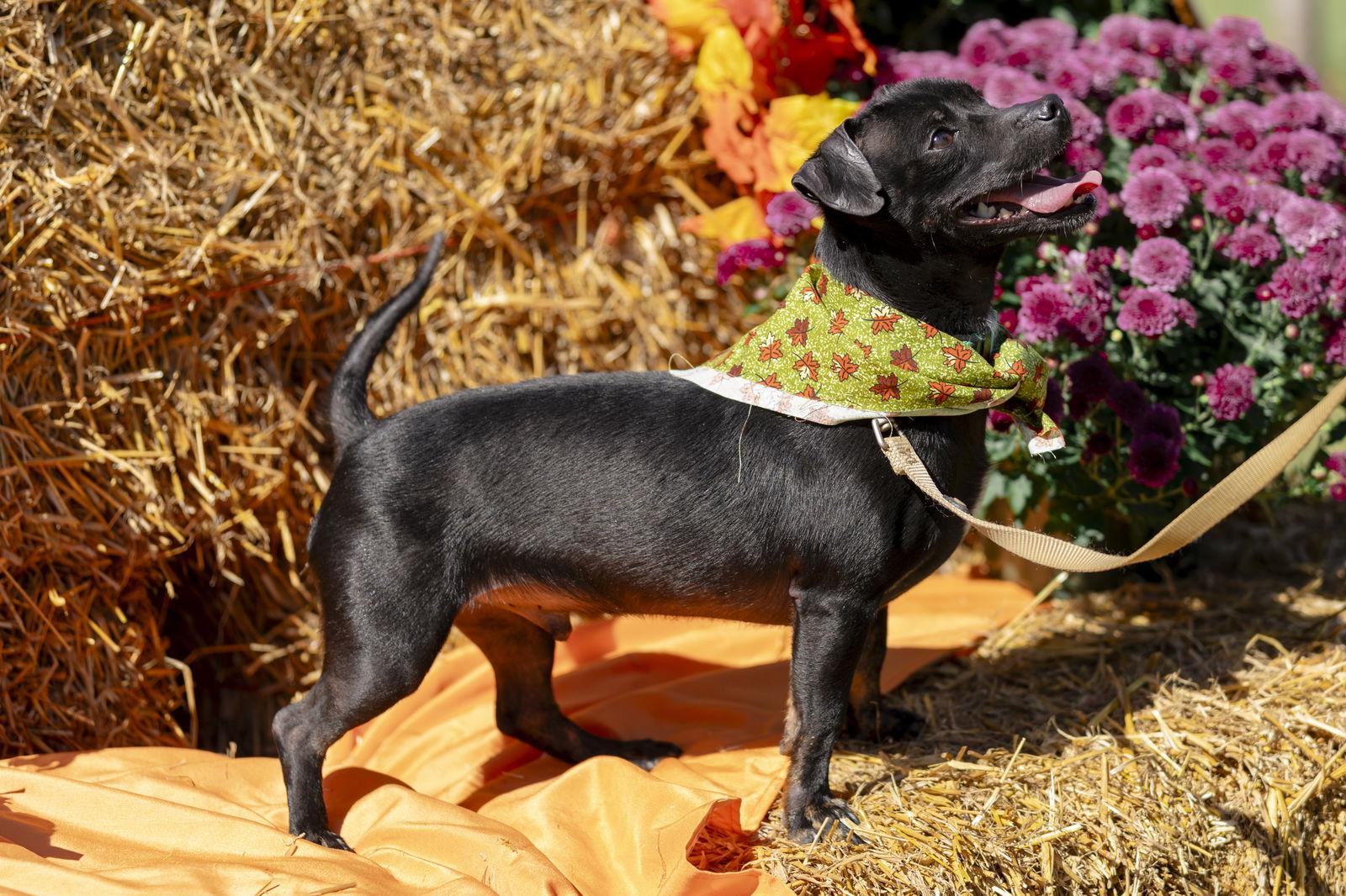 Lucky, a Adoptable Chihuahua in Garner, NC image 2/3