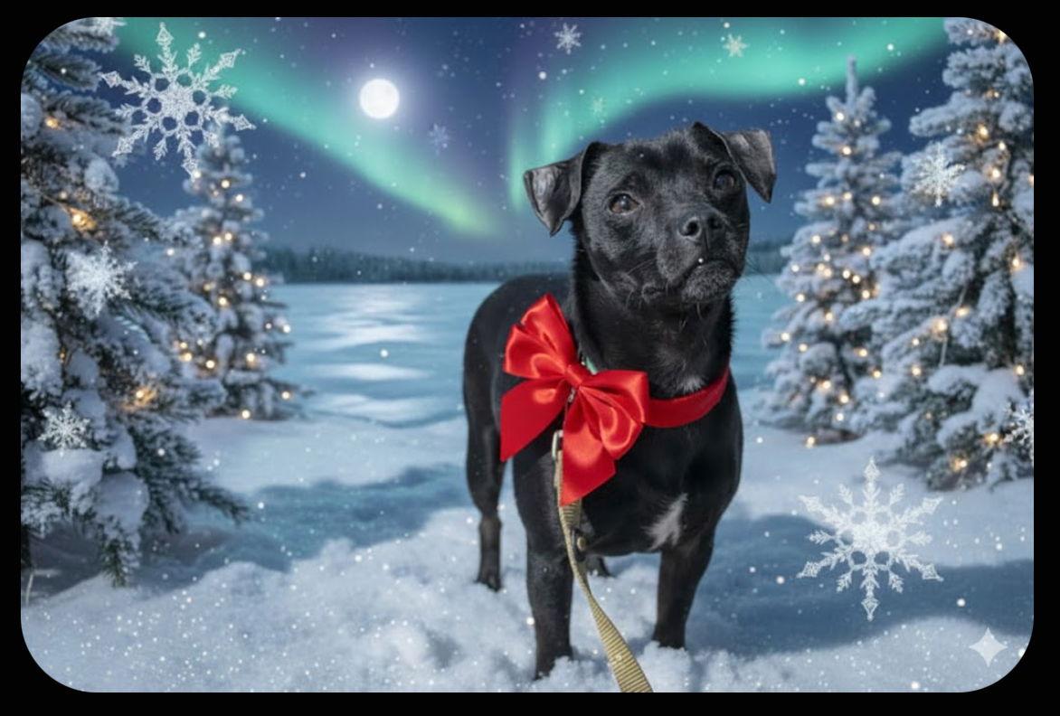 Lucky, Adoptable, Adult Male Chihuahua.