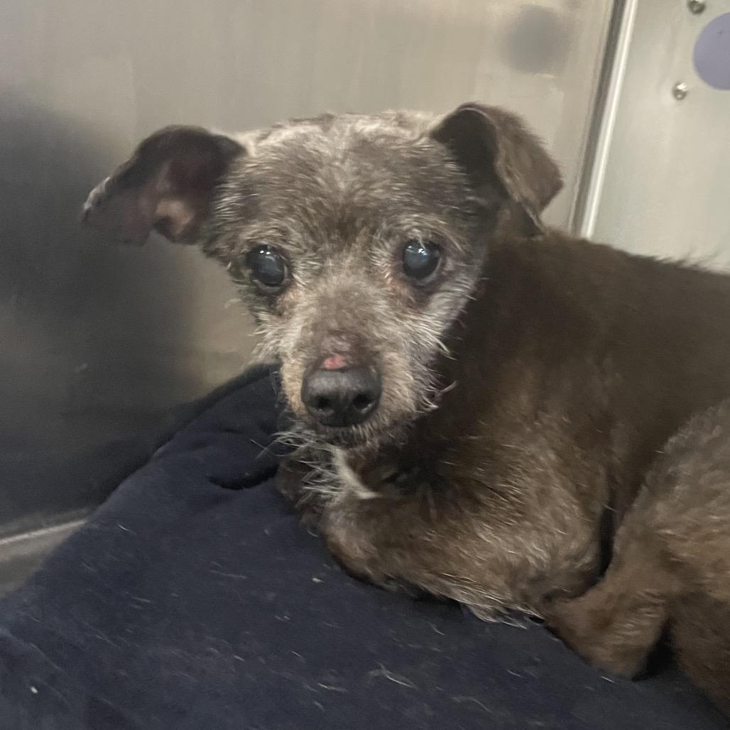 Lillie Mae, Adoptable, Senior Female Dachshund & Chihuahua.