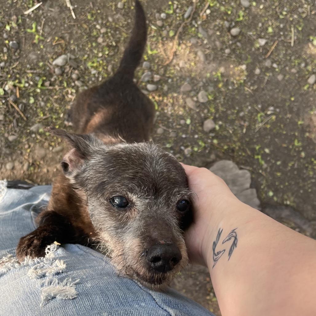 Enlarge Lillie Mae, a Adoptable mixed breed in Spokane, WA image 2/5