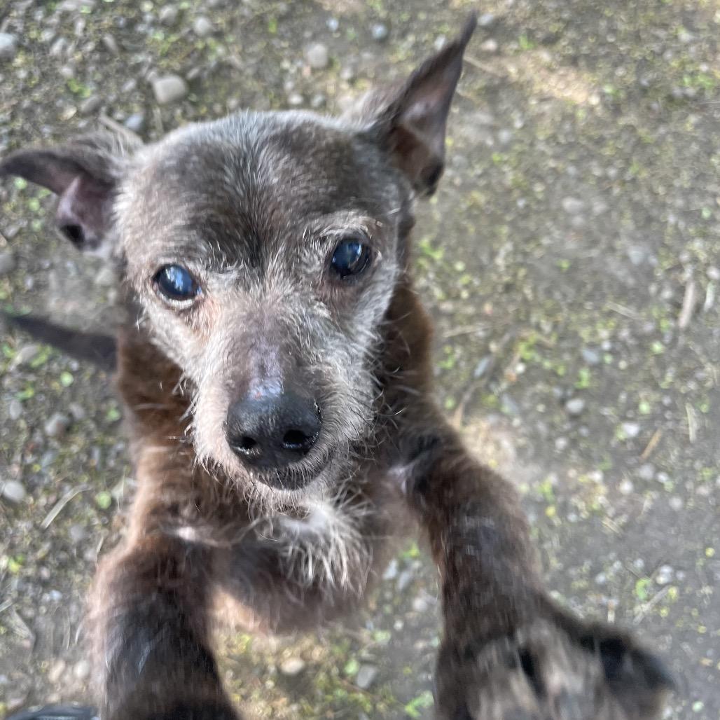 Enlarge Lillie Mae, a Adoptable mixed breed in Spokane, WA image 3/5