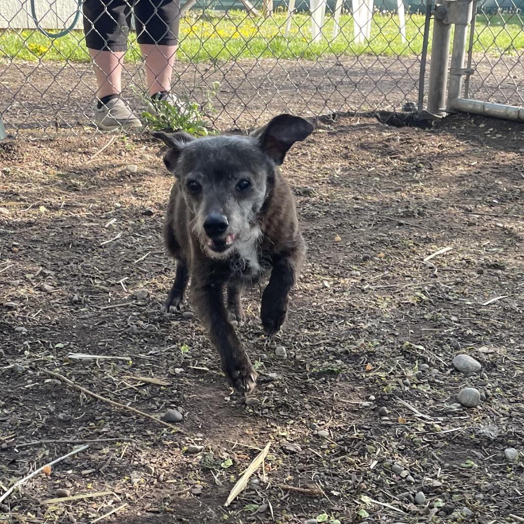 Enlarge Lillie Mae, a Adoptable mixed breed in Spokane, WA image 4/5