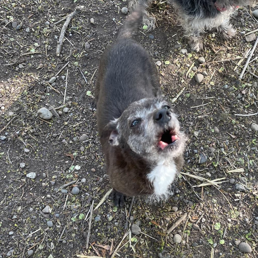 Enlarge Lillie Mae, a Adoptable mixed breed in Spokane, WA image 5/5