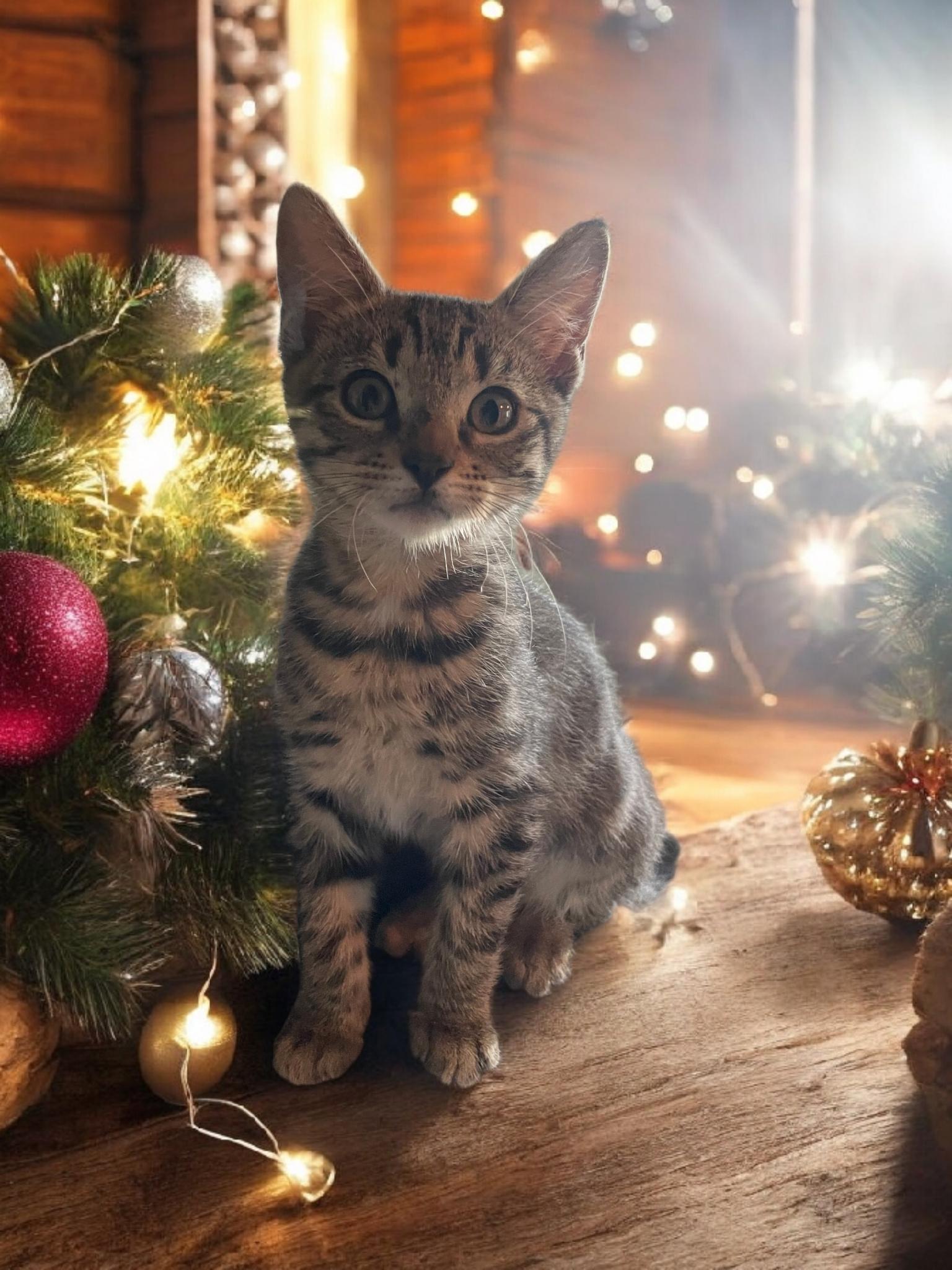 Squeaker Wishes, ADOPTABLE, Kitten Male Tabby.