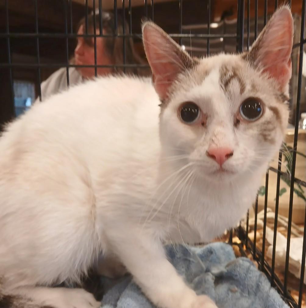 Enlarge 7mnthseallynxsnowshoemale, a Adoptable Siamese in Lees Summit, MO image 1/1