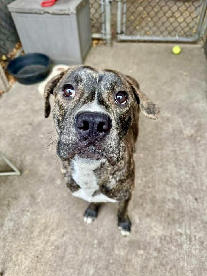 Enlarge Langston, a ADOPTABLE mixed breed in Chicago, IL image 1/5