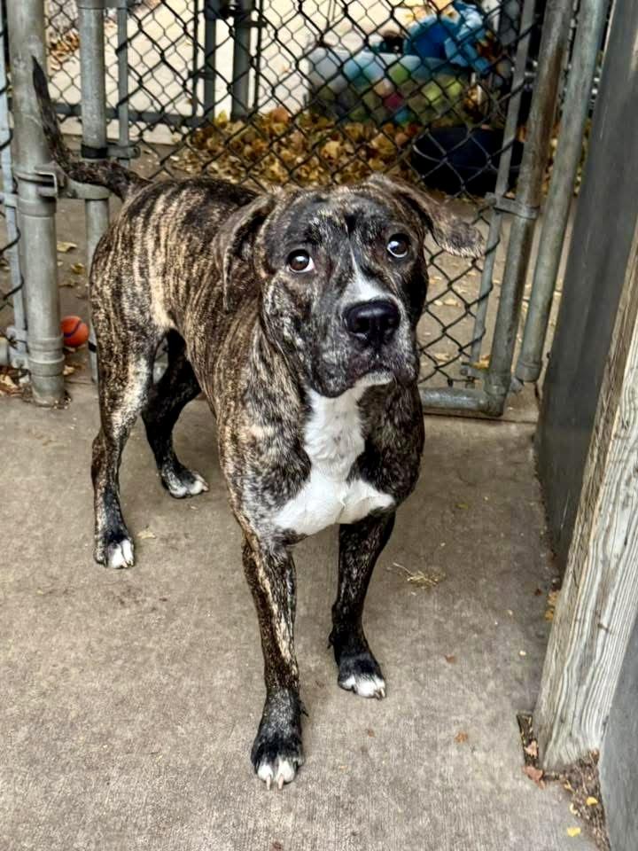 Enlarge Langston, a ADOPTABLE mixed breed in Chicago, IL image 2/5