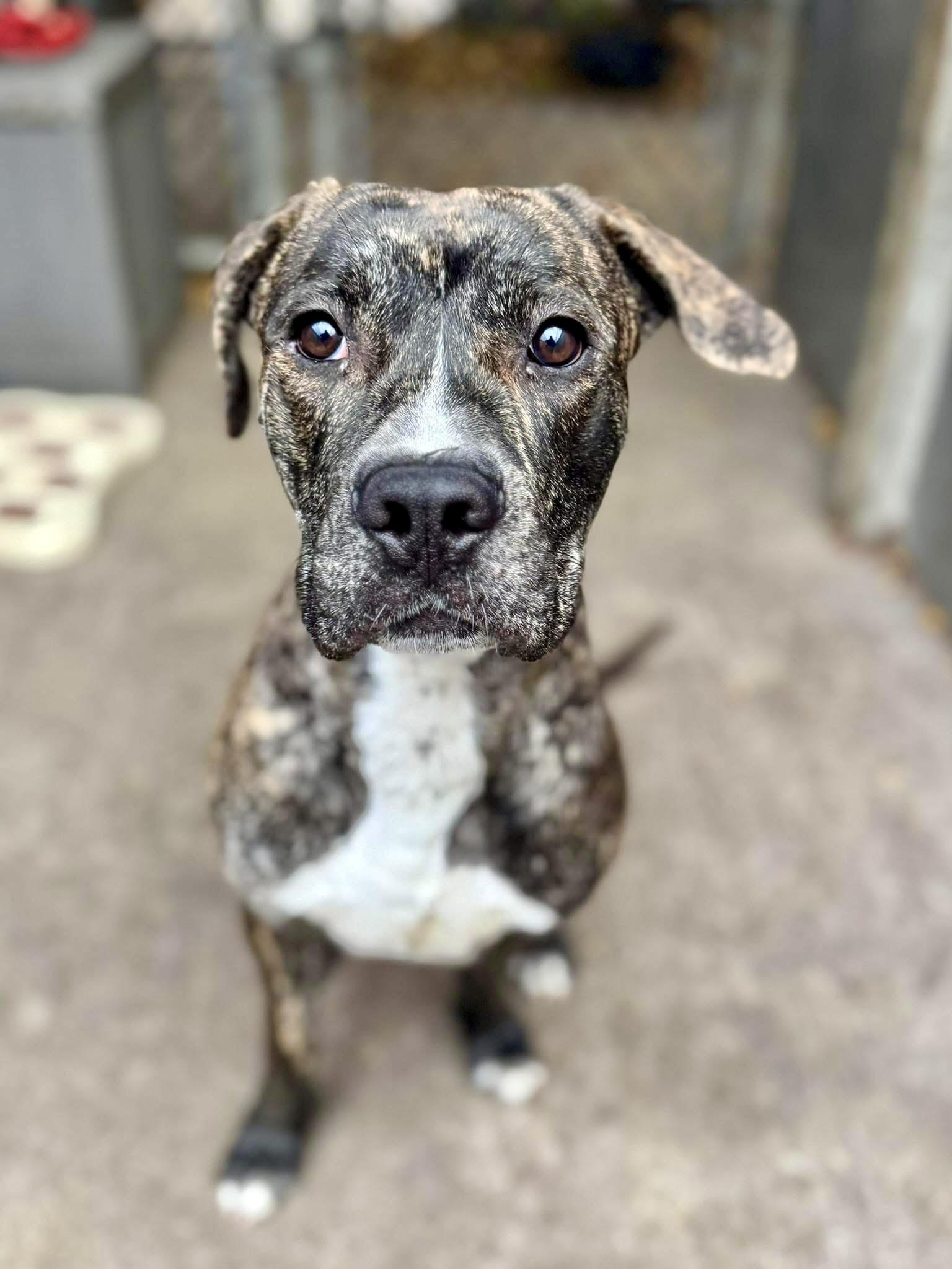 Enlarge Langston, a ADOPTABLE mixed breed in Chicago, IL image 3/5