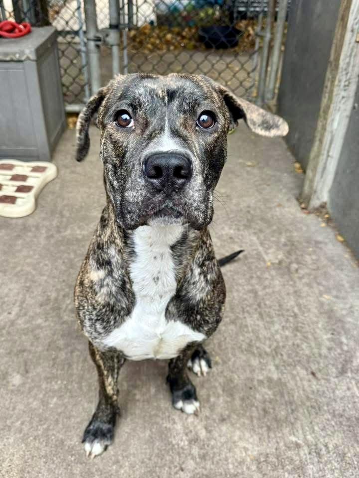 Enlarge Langston, a ADOPTABLE mixed breed in Chicago, IL image 4/5