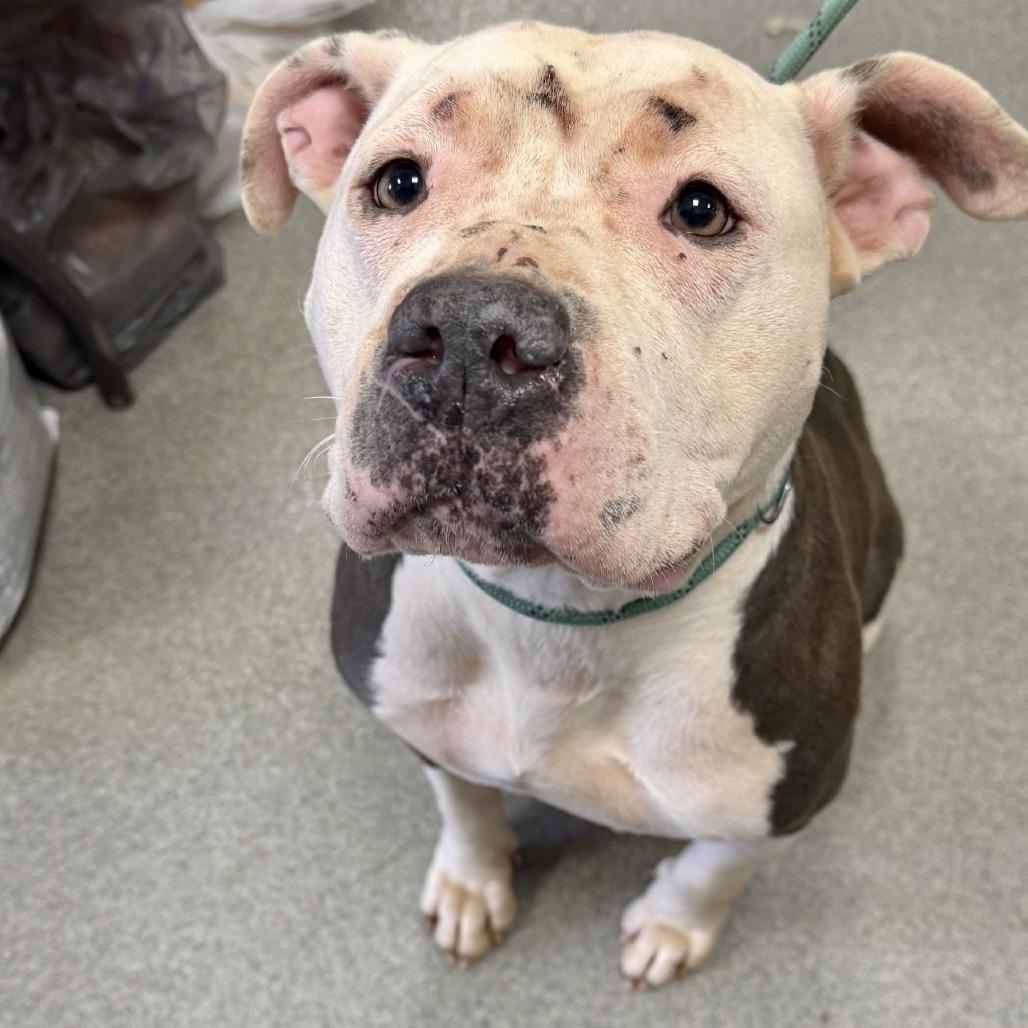 Scout 02-2126, Adoptable, Adult Female Pit Bull Terrier & Mixed Breed.