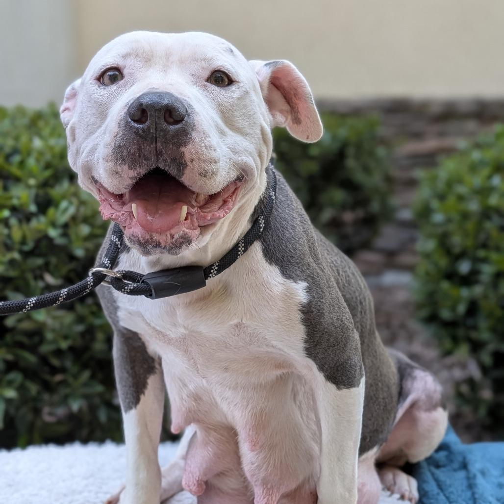 Enlarge Scout 02-2126, a Adoptable mixed breed in Tyrone, GA image 3/6