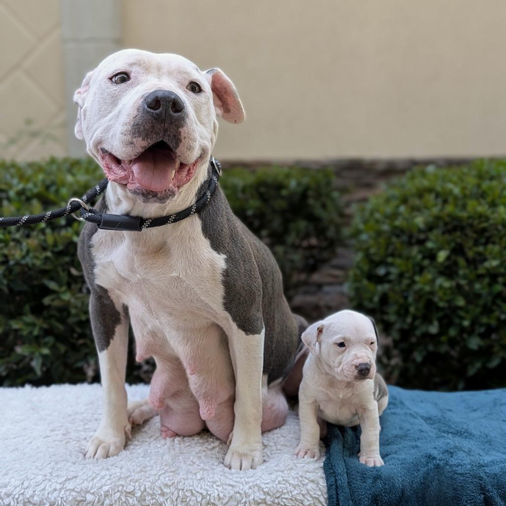 Enlarge Scout 02-2126, a Adoptable mixed breed in Tyrone, GA image 4/6