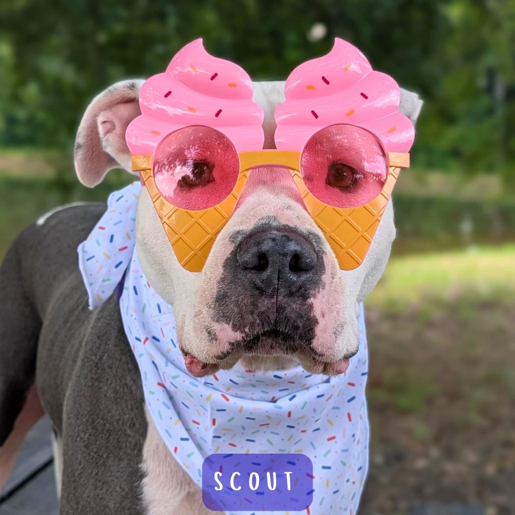 Enlarge Scout 02-2126, a Adoptable mixed breed in Tyrone, GA image 6/6