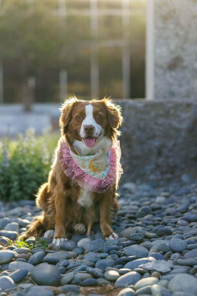 Enlarge Summit, a Adoptable mixed breed in Wolcott, CT image 1/6