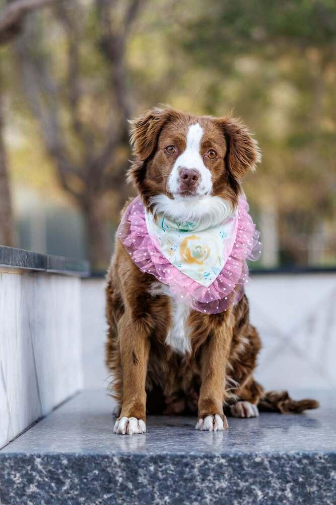 Enlarge Summit, a Adoptable mixed breed in Wolcott, CT image 2/6