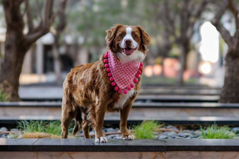 Enlarge Summit, a Adoptable mixed breed in Wolcott, CT image 3/6