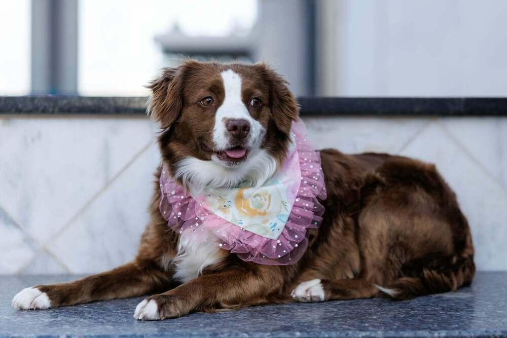 Enlarge Summit, a Adoptable mixed breed in Wolcott, CT image 4/6